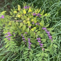 夏の疲れとトイレの水漏れと人間ドック