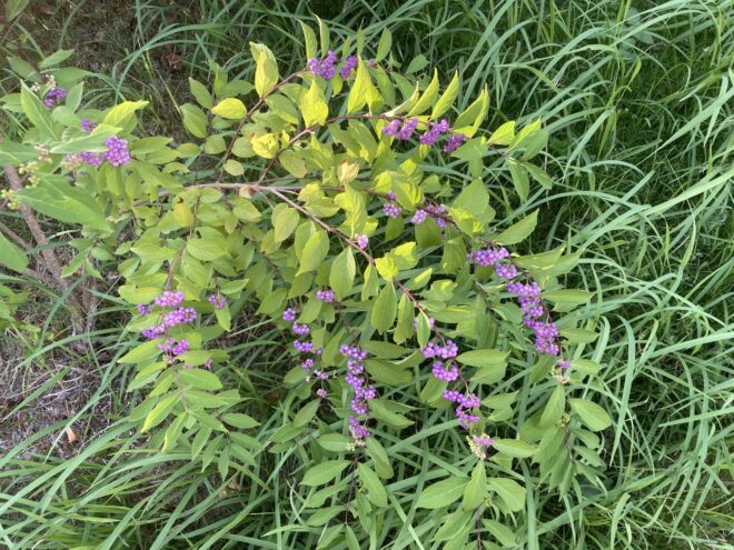 秋の風流な紫式部の実