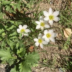 満月と金の月と