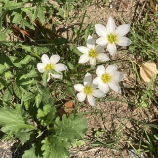 満月と金の月と